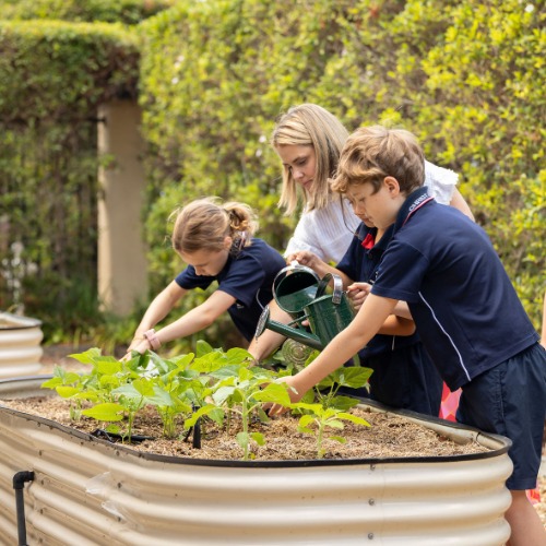 Students watering a raised garden bed filled with young green plants while an adult assists, watering can in hand, in an outdoor school garden setting surrounded by greenery.